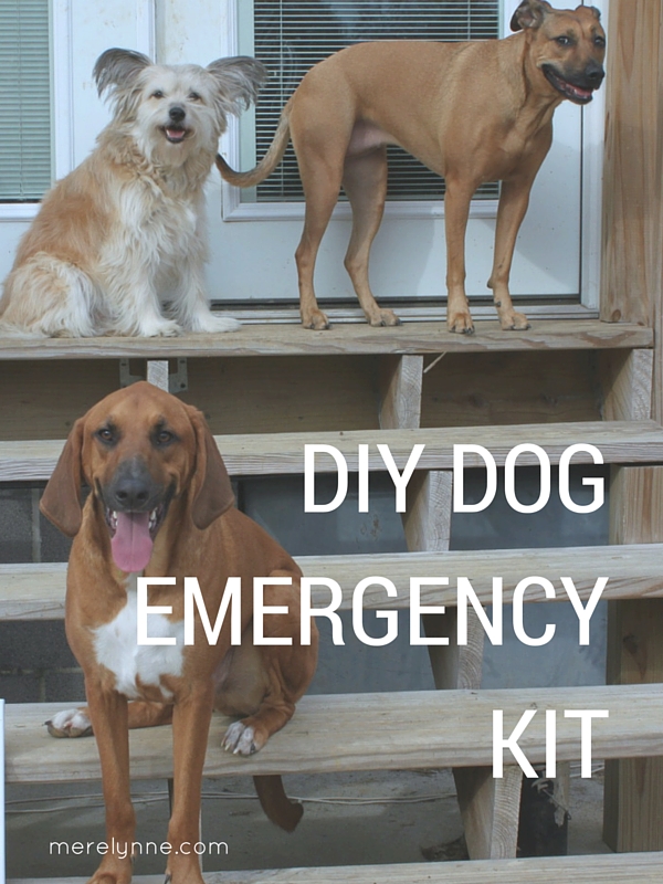 DIY dog emergency kit