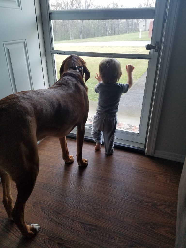 growing up with dogs, dogs and kids, dogs and babies