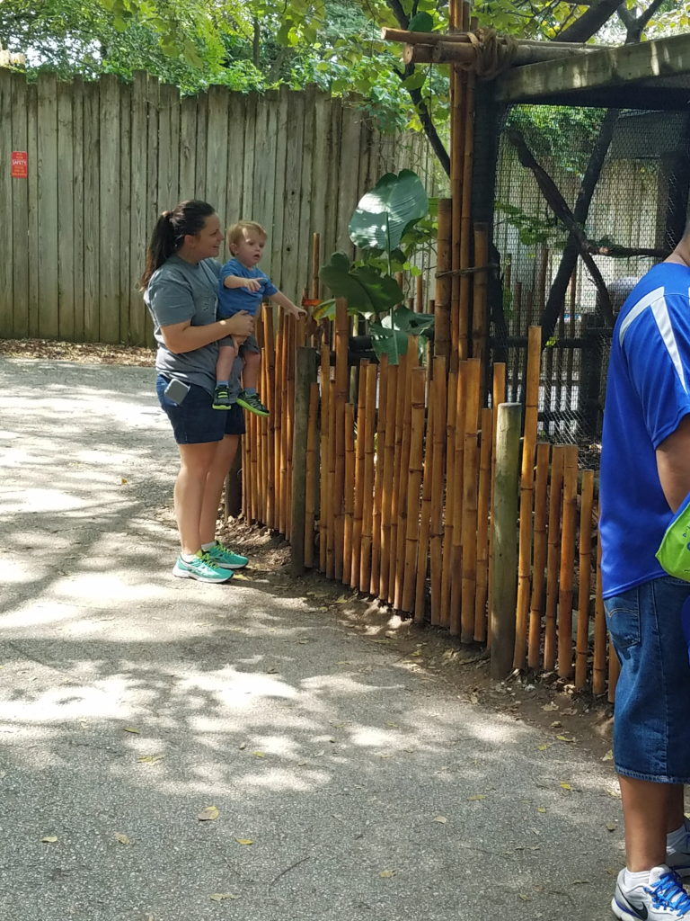 laguna tide, laguna tide diaper bag, diaper backpack, laguna tide diaper backpack review, #lagunatide, springfieldmo, dickerson park zoo, mother and son, walking with family, mom life